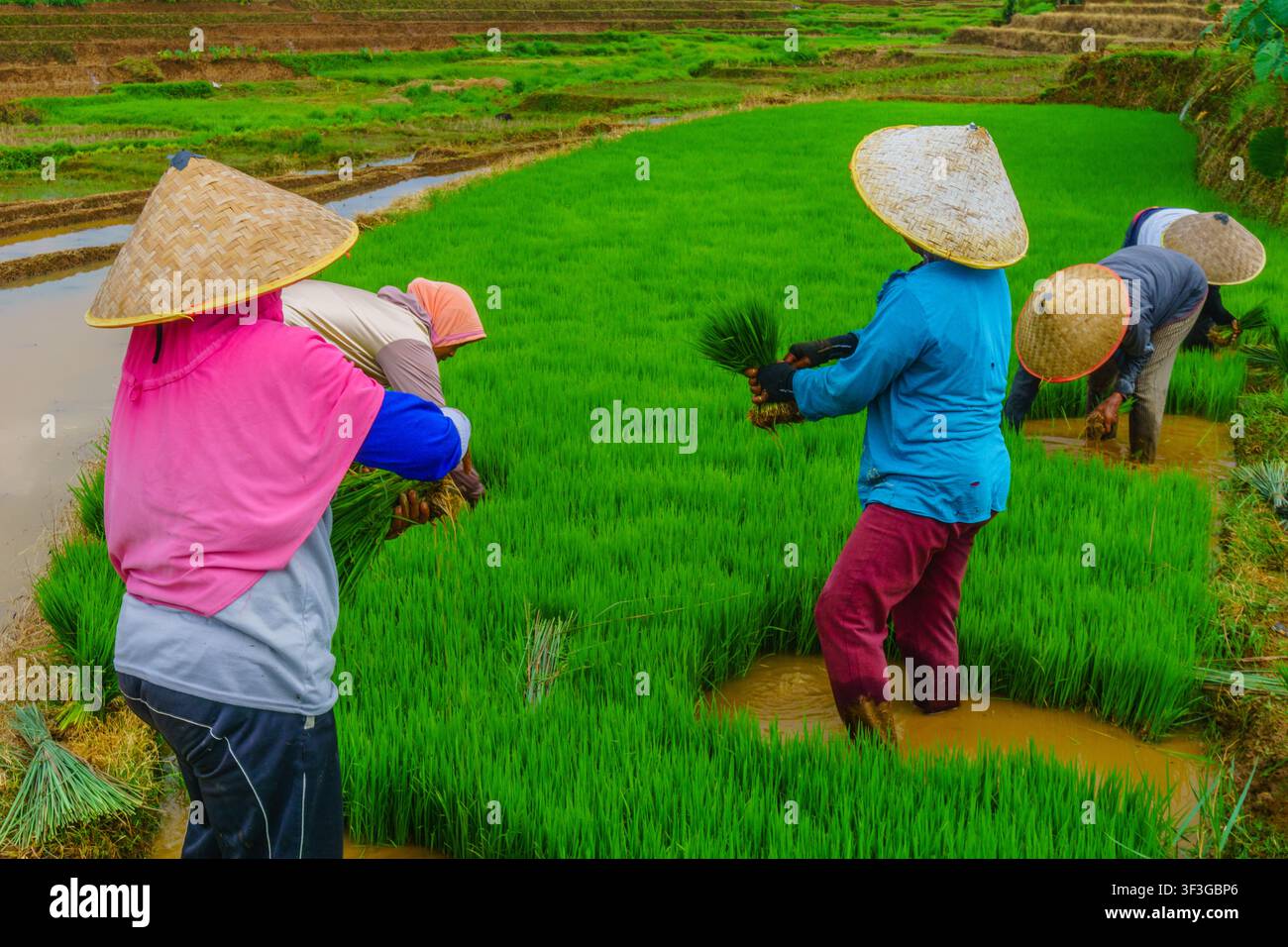 Vista di contadini che indossano cappelli conici tradizionali e piantano piantine di riso nelle rigogliose terrazze di riso di Jatiluwih a Penebel, Bali, Indonesia. Foto Stock