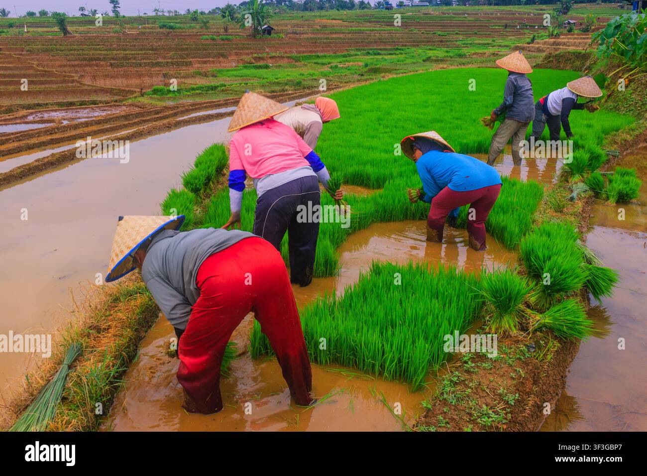 Vista di contadini che indossano cappelli conici tradizionali e piantano piantine di riso verdi nelle fangose terrazze di riso di Jatiluwih a Penebel, Bali, Indonesia. Foto Stock