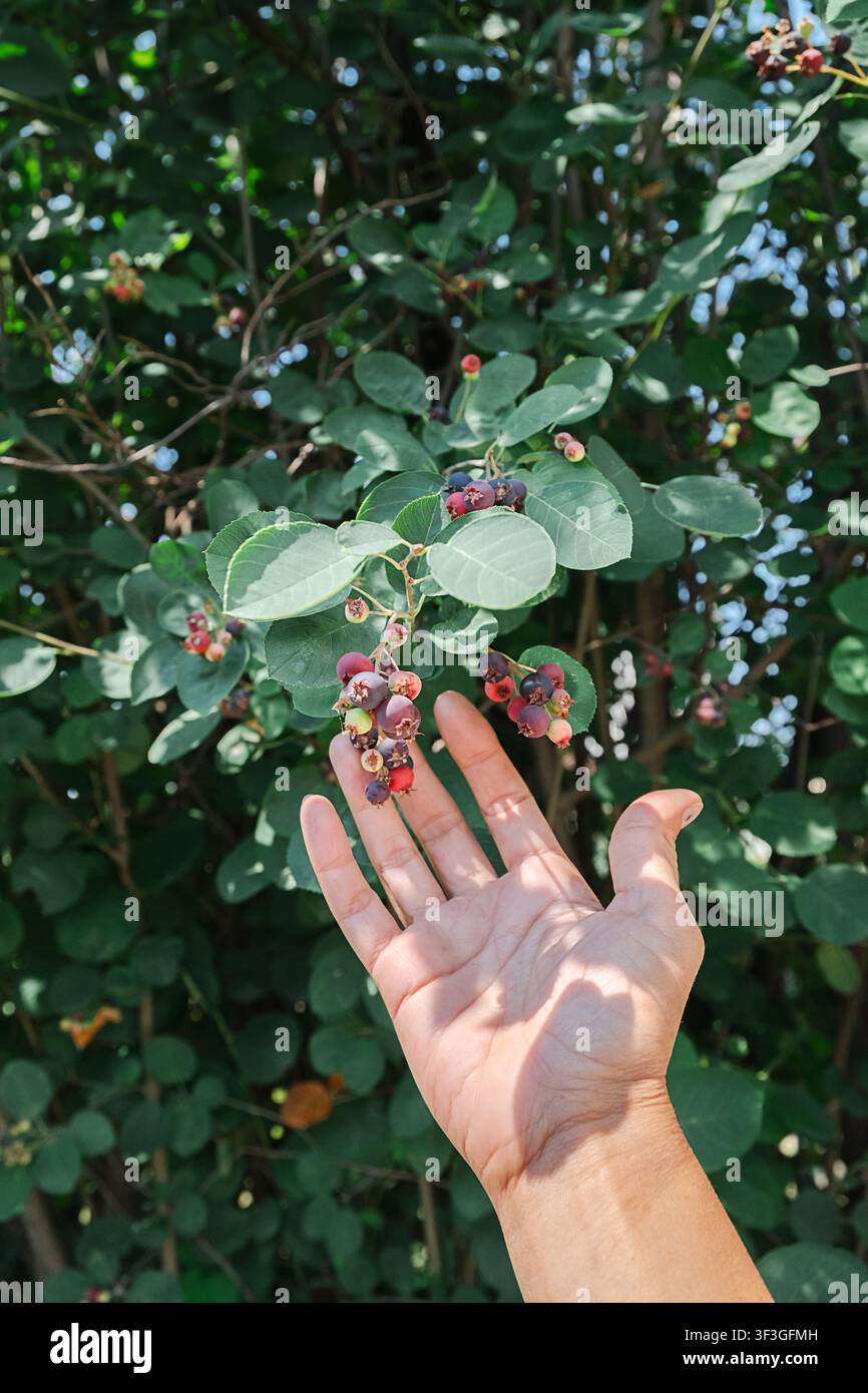 Mano di donna che tocca una bacca di Saskatoon sul cespuglio. Frutto biologico fresco che cresce in giardino durante l'estate. Raccolto sano, concetto di agricoltura naturale, Foto Stock