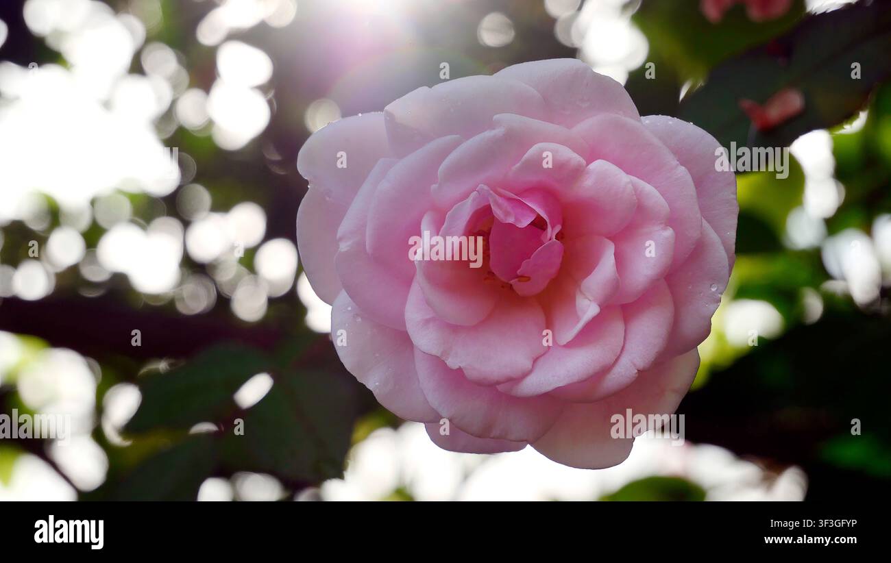 Un macro mozzafiato di una singola rosa rosa in piena fioritura perfetta, illuminata da un raggio di sole radiante che attraversa una vegetazione verde lussureggiante. Il magenta profondo Foto Stock