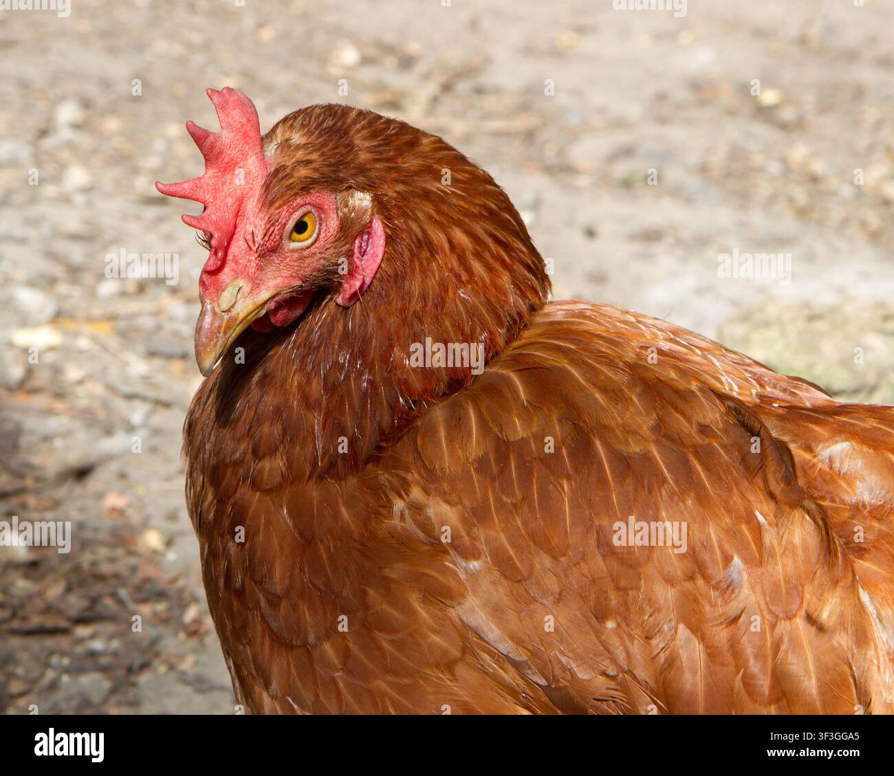 Ritratto ravvicinato di un pollo domestico rosso. Gallina ovaiola nella fattoria Foto Stock