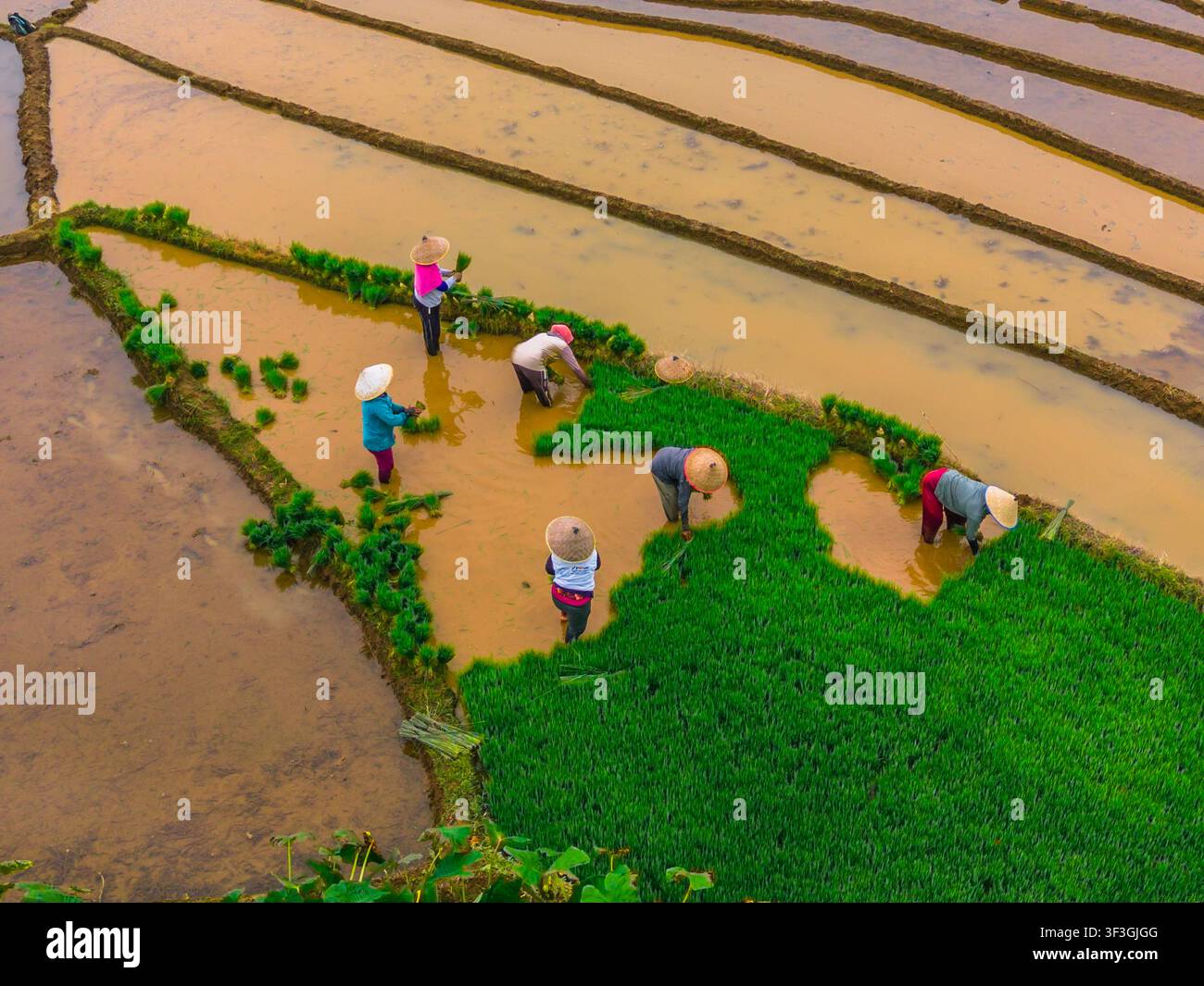 Vista aerea delle terrazze di riso di Jatiluwih con contadini che indossano cappelli a cono e piantano piantine di riso verdi nell'acqua fangosa a Penebel, Bali, Indonesia. Foto Stock