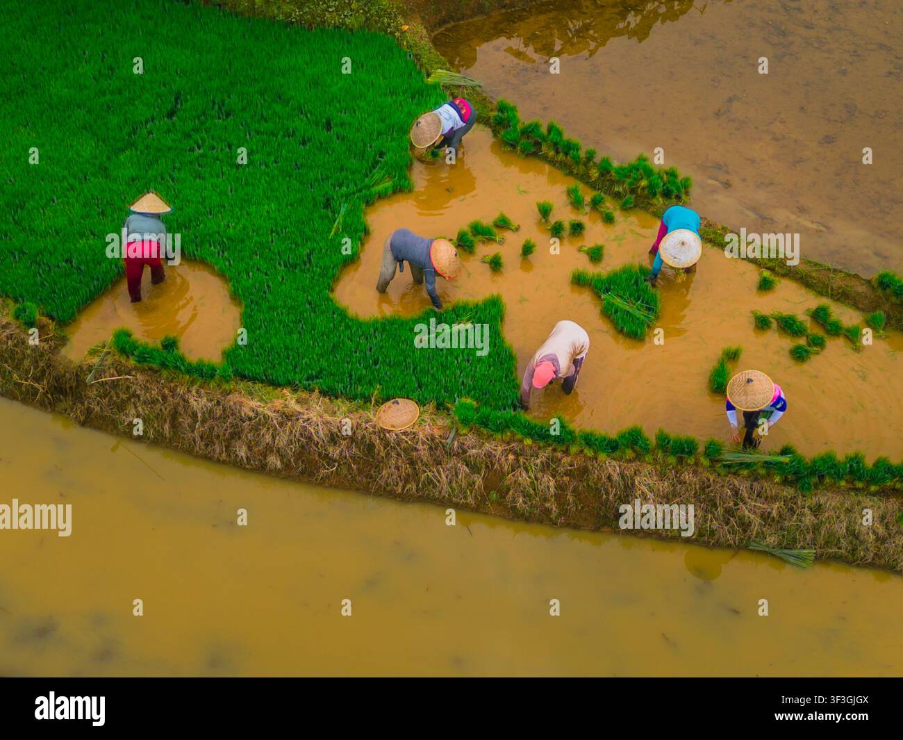 Vista aerea di agricoltori con cappelli a cono che piantano piantine di riso nelle rigogliose risaie allagate di Jatiluwih, Penebel, Bali, Indonesia. Foto Stock