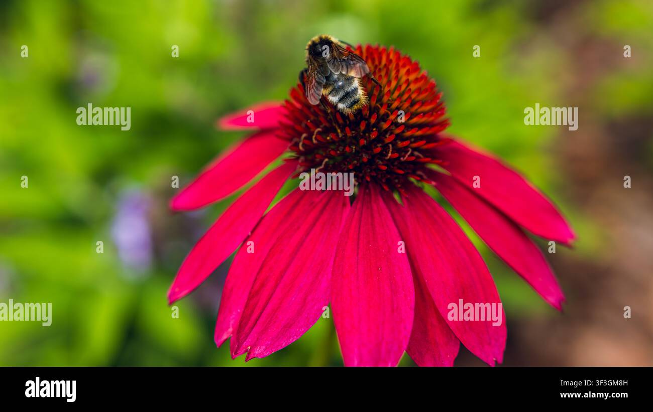 Bombus che si nutre di un'echinacea rosa vivace in un giardino estivo Foto Stock