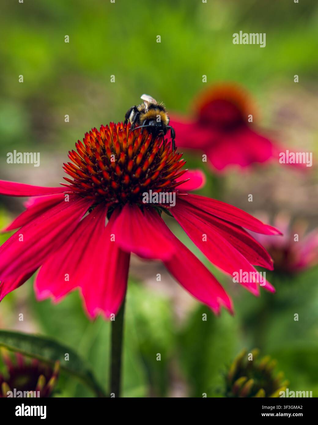 Bumblebee che si nutre su una fioritura di fiore a cono rosa Foto Stock