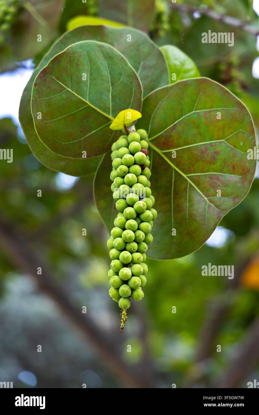 Frutta e foglie di Coccoloba uvifera (uva di mare), Miami, Florida, USA Foto Stock
