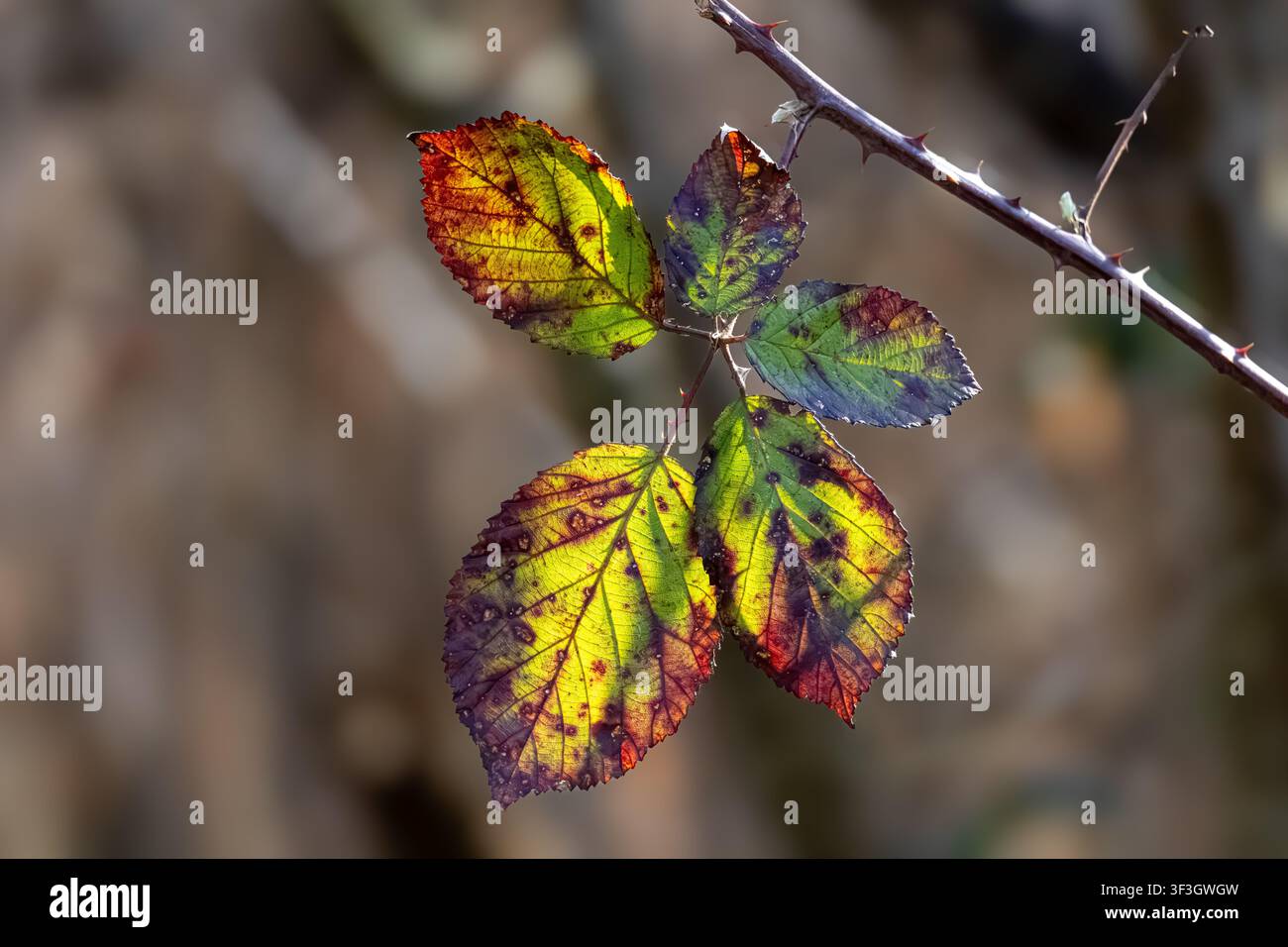 Foglie autunnali colorate su un ramo di rovo selvatico illuminate dalla luce del sole in un ambiente boschivo naturale. Foto Stock