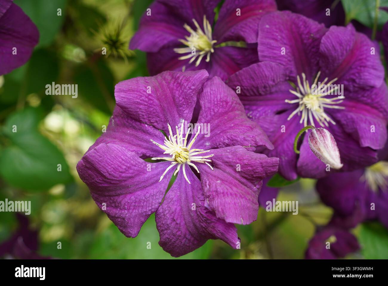 bellissime fiori di clematide con petali viola scuro. pianta rampicante fiorita durante l'estate Foto Stock