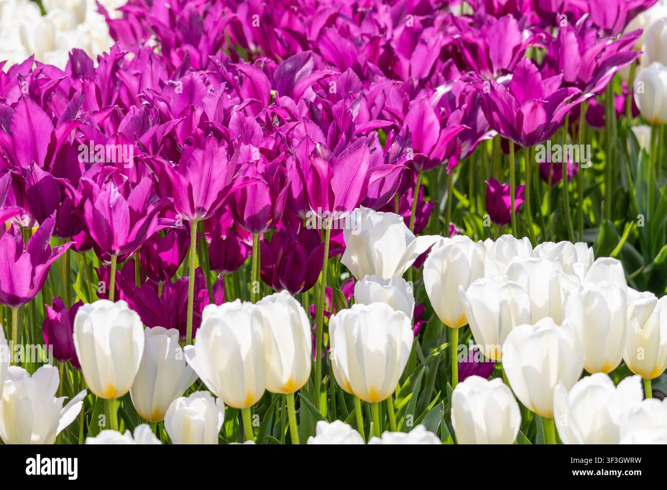 Fiori di ciclamino viola e bianchi che sbocciano insieme in un giardino primaverile colorato. Foto Stock