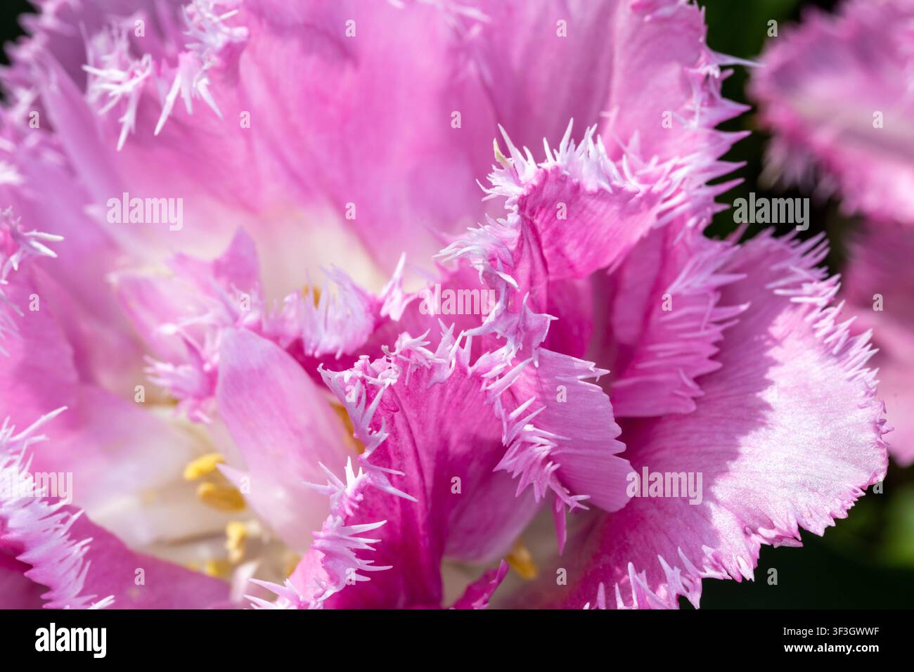 Tulipa rosa sfrangiata in piena fioritura che mostra petali delicati e increspati in un giardino primaverile. Foto Stock