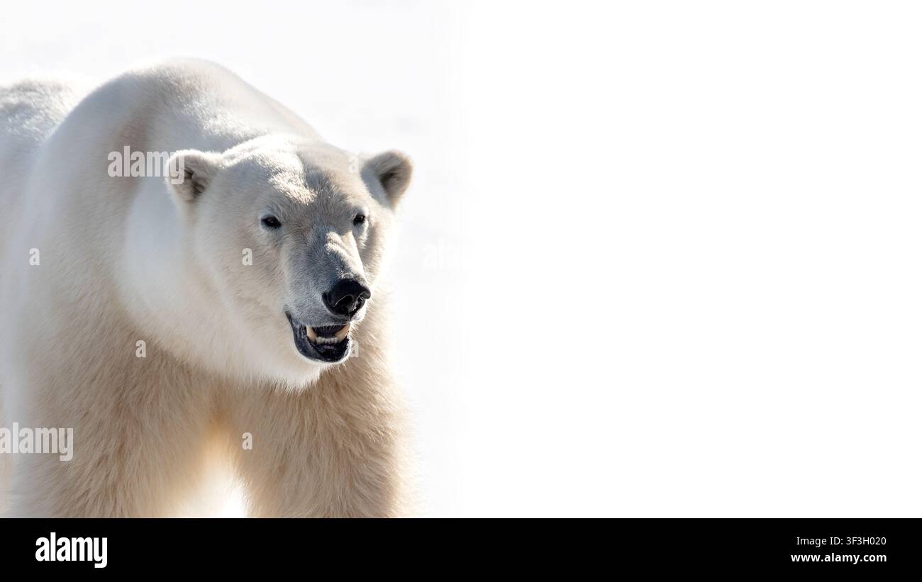 Maschio adulto orso polare, Ursus Maritimus, ritratto frontale, su sfondo bianco brillante con spazio di copia. Kingsfjorden, Svalbard. Foto Stock