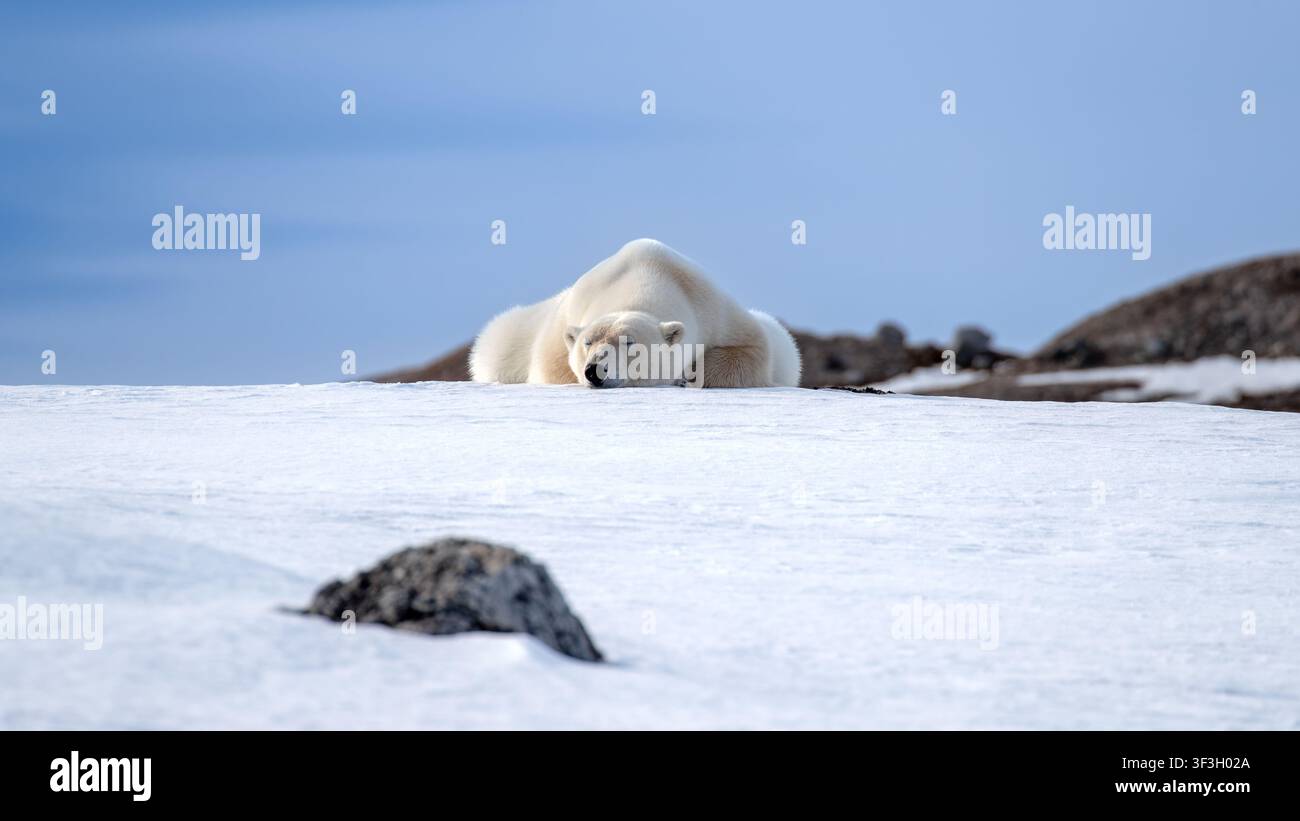 Orso polare addormentato, Ursus Maritimus, sulla neve ai margini del Kongsfjorden, o stretto di Re, a Svalbard, in Norvegia. Vista frontale in un paesaggio artico con Foto Stock