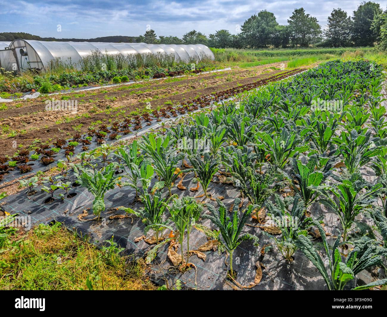 Coltivazione di cavolo fresco in un ambiente agricolo ecocompatibile per prodotti sani. Foto Stock
