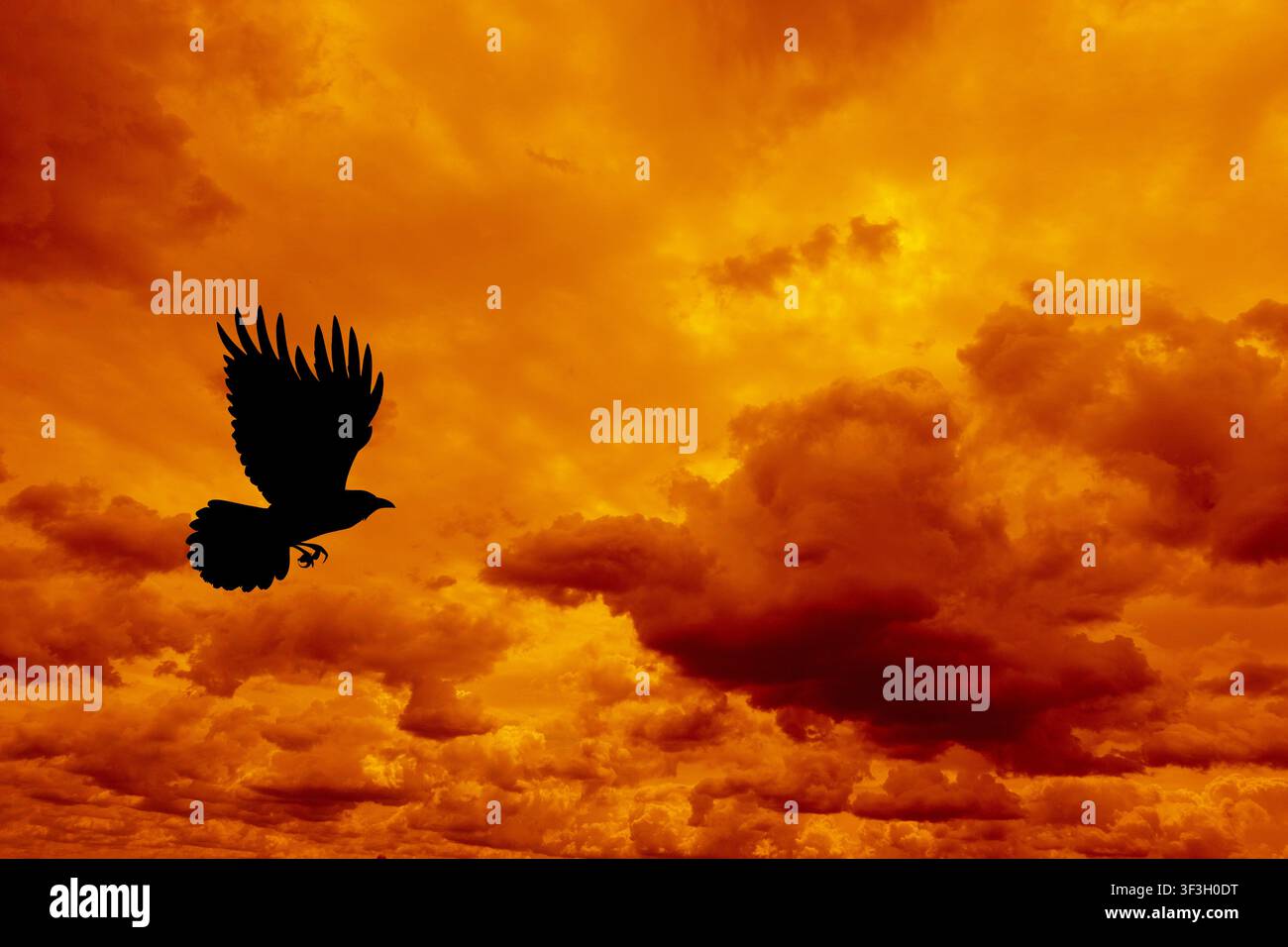Silhouette di un grande uccello che vola attraverso un drammatico cielo arancione al tramonto pieno di nuvole luminose e spazio di copia atmosferico Foto Stock