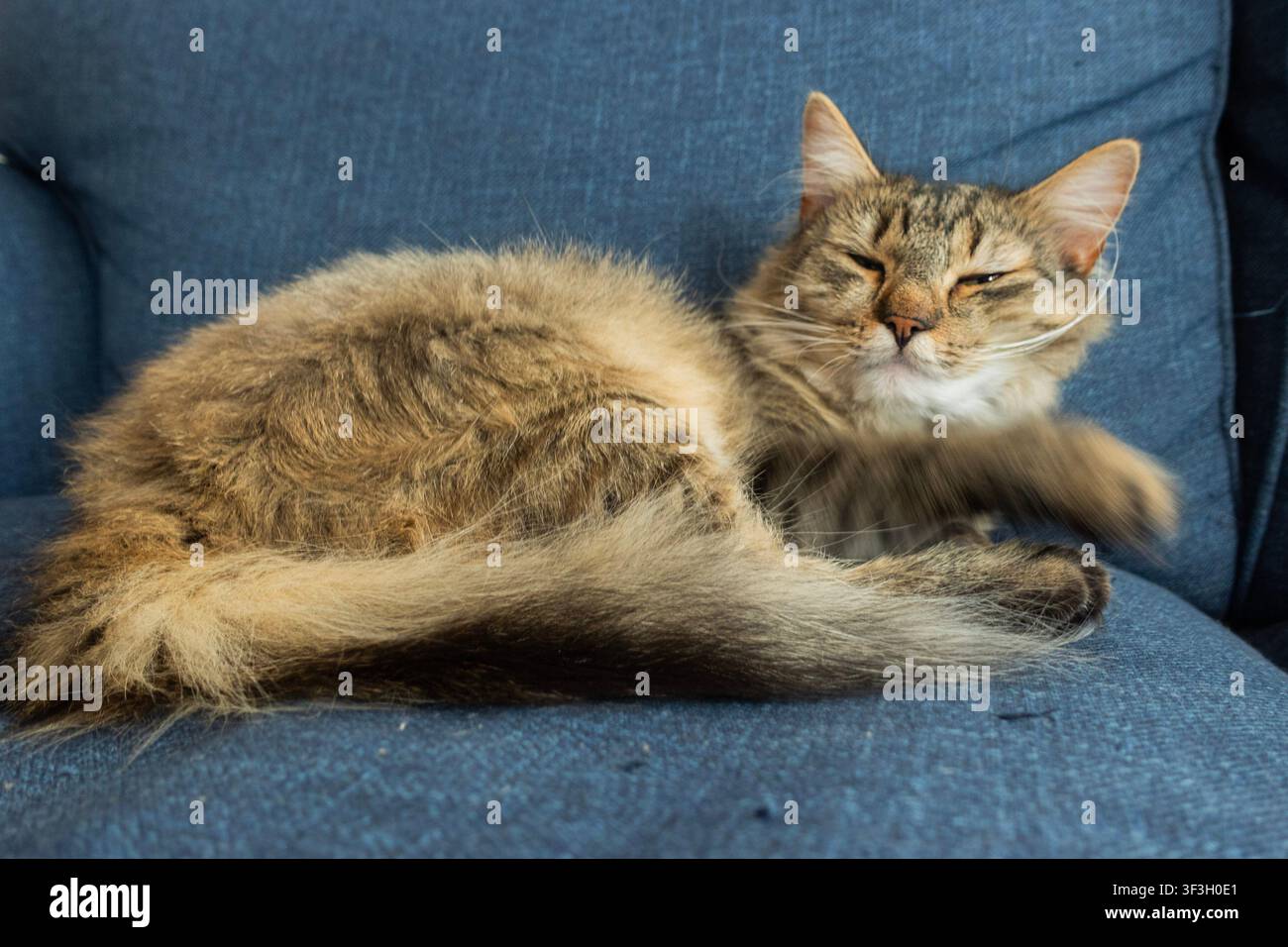 Gatto marrone tigrato che dorme raggomitolato su un divano di stoffa blu, una scena domestica tranquilla con zampe rilassate e luce naturale soffusa Foto Stock