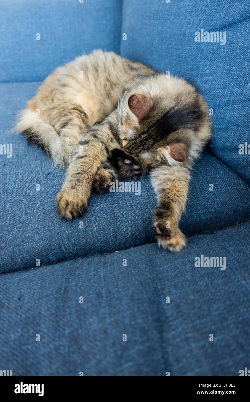 Gatto marrone tigrato che dorme raggomitolato su un divano di stoffa blu, una scena domestica tranquilla con zampe rilassate e luce naturale soffusa Foto Stock