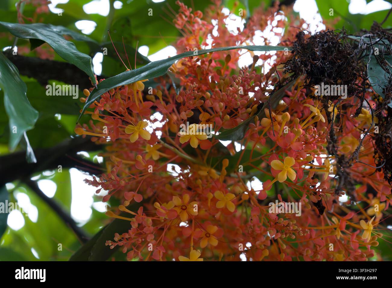 Fiori d'arancio vibranti si raggruppano su un ramo. Il fogliame incornicia dolcemente le fioriture colorate. La luce naturale esalta le tonalità vivaci. Piccoli insetti volteggiano nelle vicinanze Foto Stock