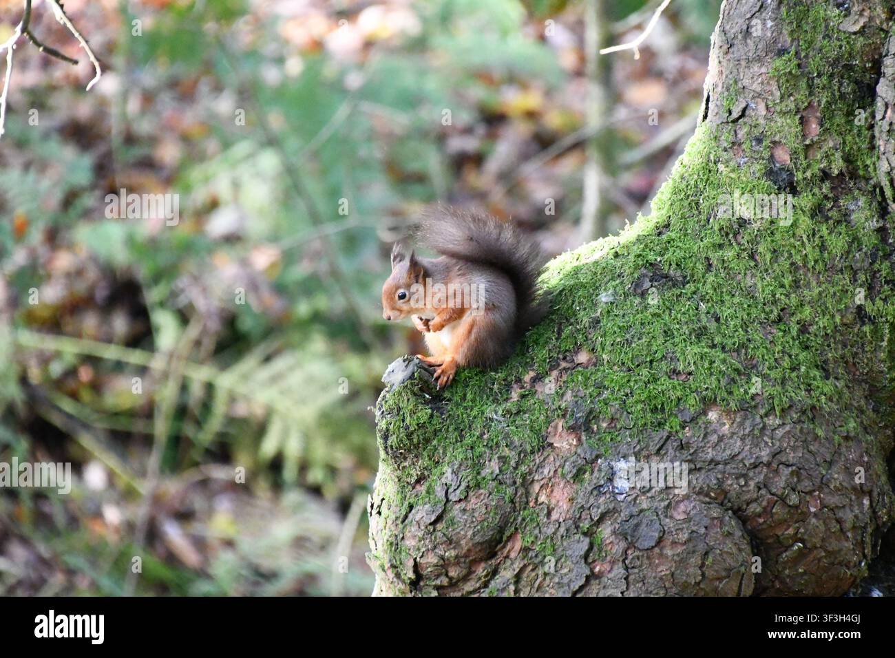 Scoiattolo grigio che si arrampica su un tronco d'albero Foto Stock