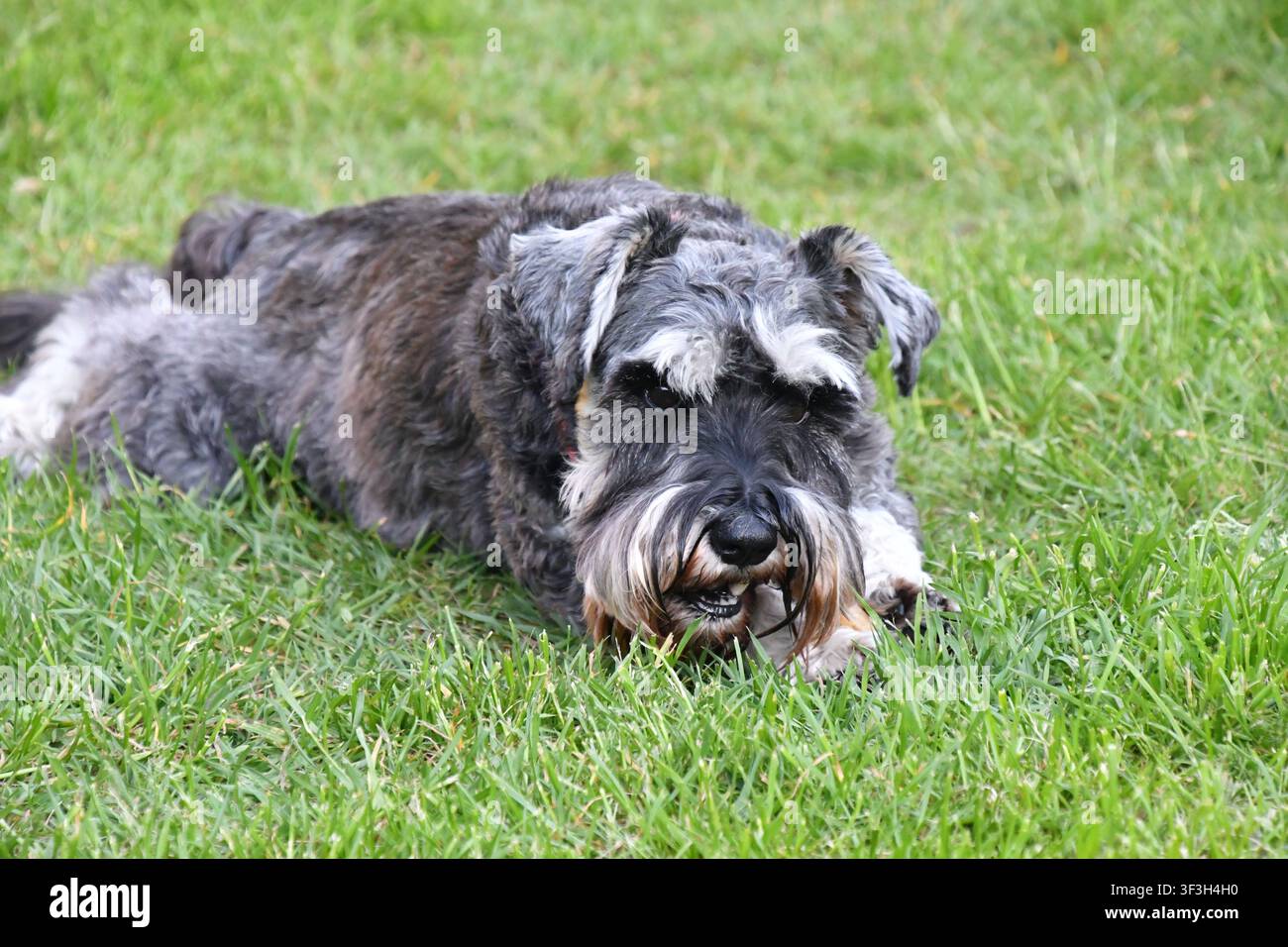 Cane Schnauzer in miniatura in piedi su un prato verde Foto Stock
