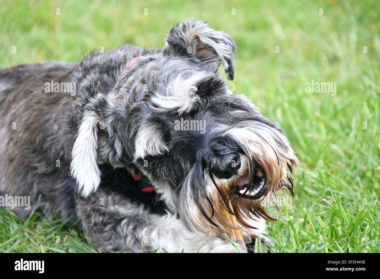 Due cani Schnauzer in miniatura seduti insieme all'aperto Foto Stock