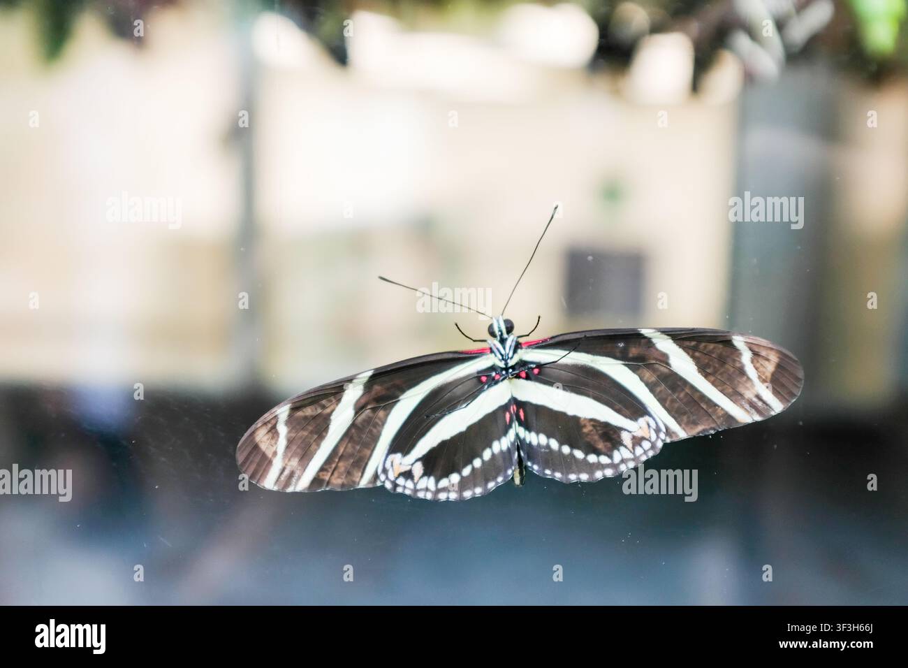 Farfalla zebra dalle ali lunghe con le ali aperte Foto Stock