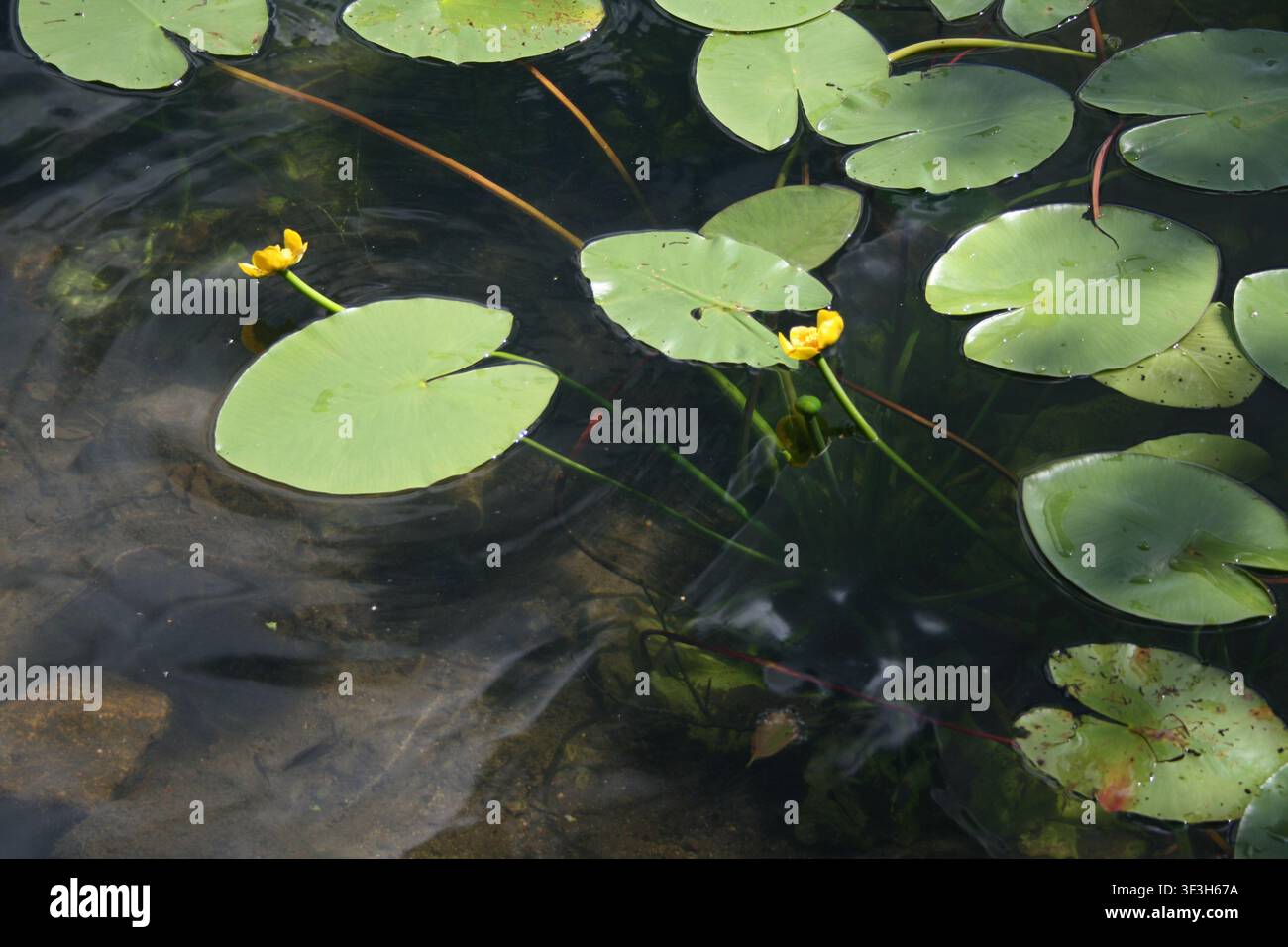 Ninfee gialle che galleggiano tra foglie di ninfea verdi su acqua limpida e calma. Scena tranquilla di natura d'acqua dolce con piante acquatiche. Foto Stock