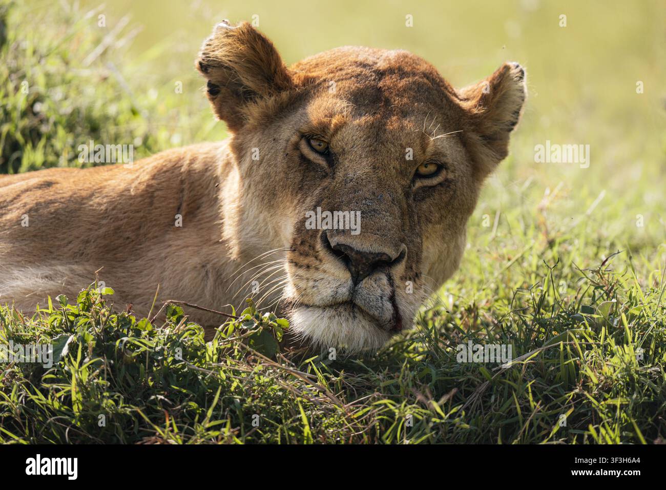 Lionessa africana che guarda la telecamera mentre riposa nell'erba Foto Stock