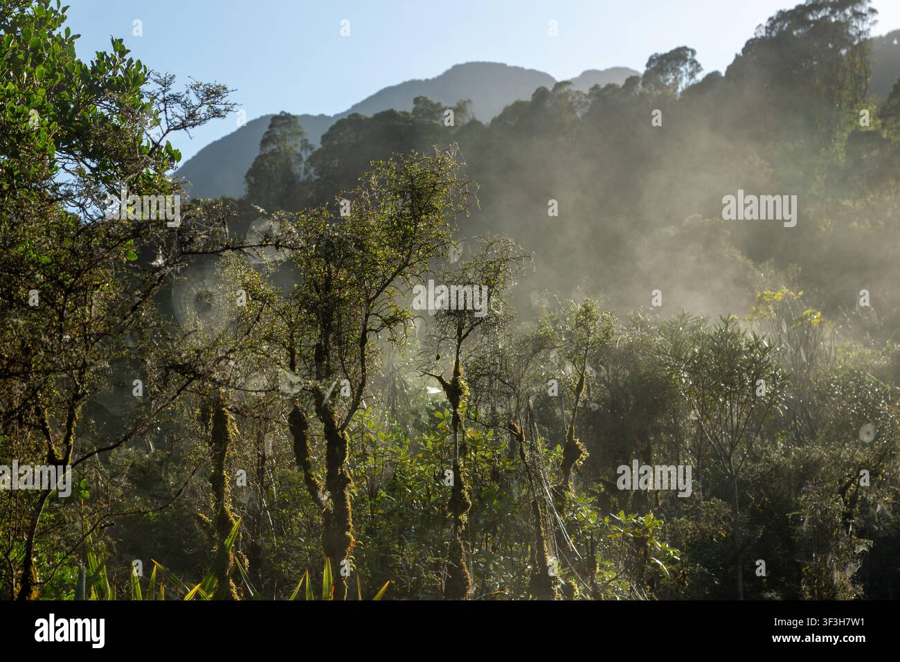 Nebbia mattutina che si dissolve dagli alberi all'inizio del sentiero Roberts Point, Franz Josef, Isola del Sud, Nuova Zelanda Foto Stock