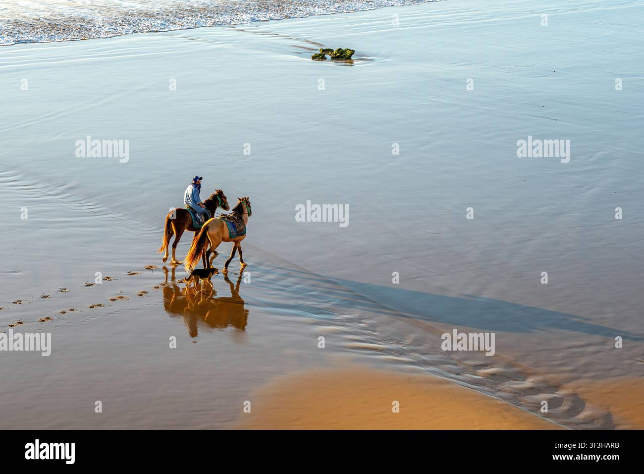 Uomo che cavalca due cavalli e un cane che cammina sulla sabbia bagnata della spiaggia Foto Stock