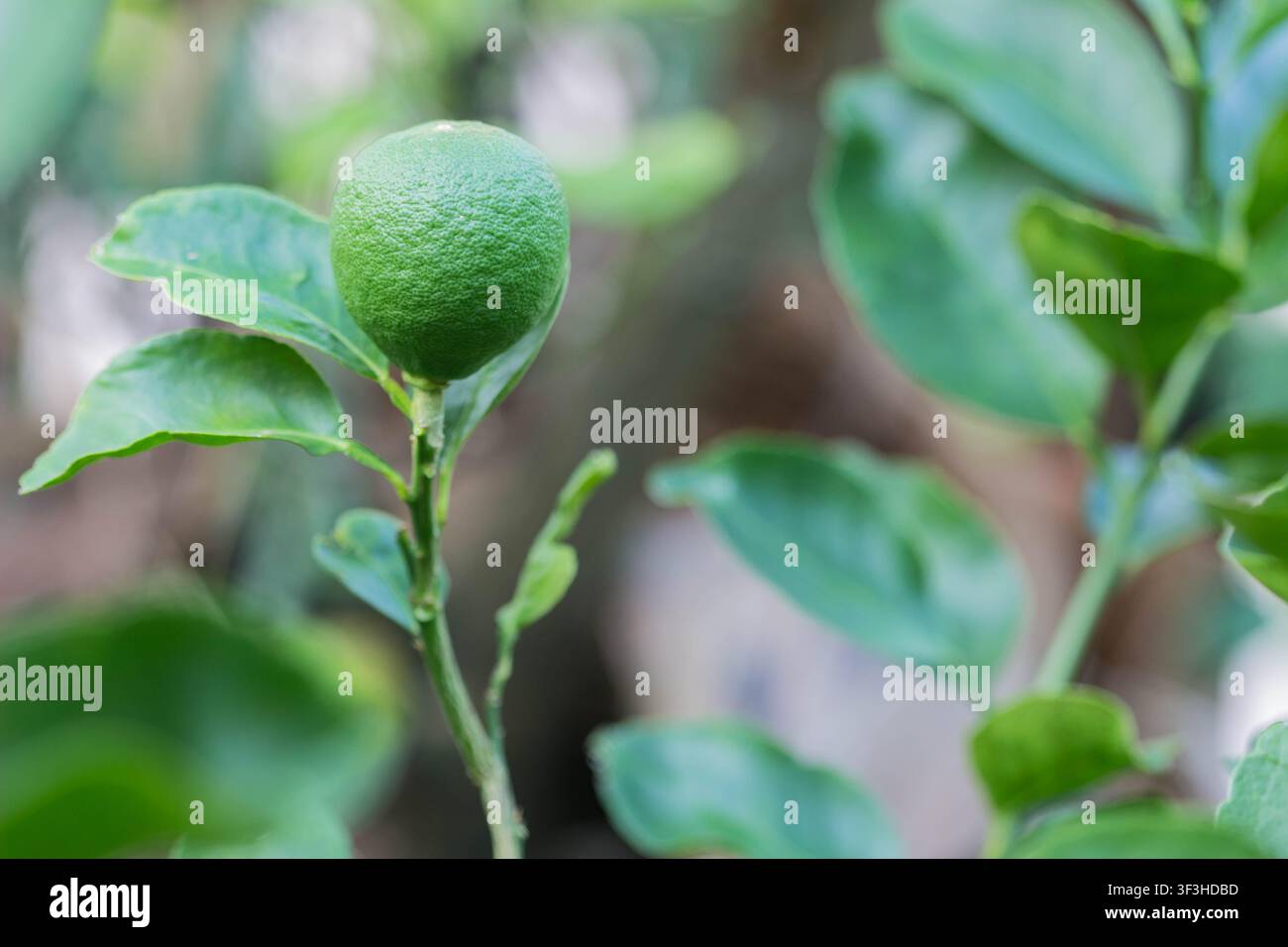 Giovane frutto verde di Citrus aurantiifolia che cresce dritto su un ramo con foglie fresche, primo piano della nuova crescita della lime nel giardino Foto Stock