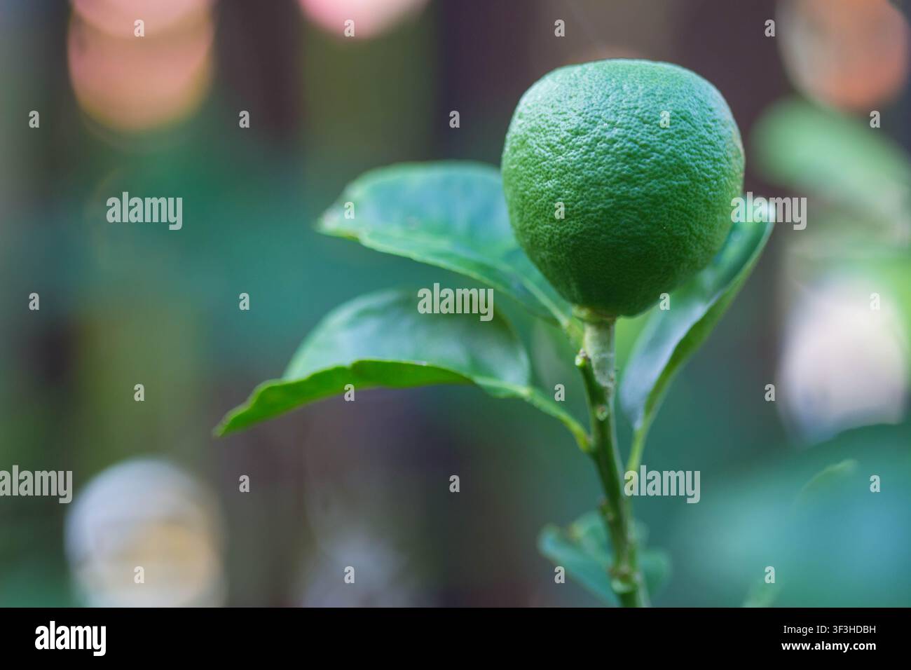Primo piano di giovane frutto verde di Citrus aurantiifolia su un ramo con sfondo sfocato morbido, scatto di crescita fresca di limone Foto Stock