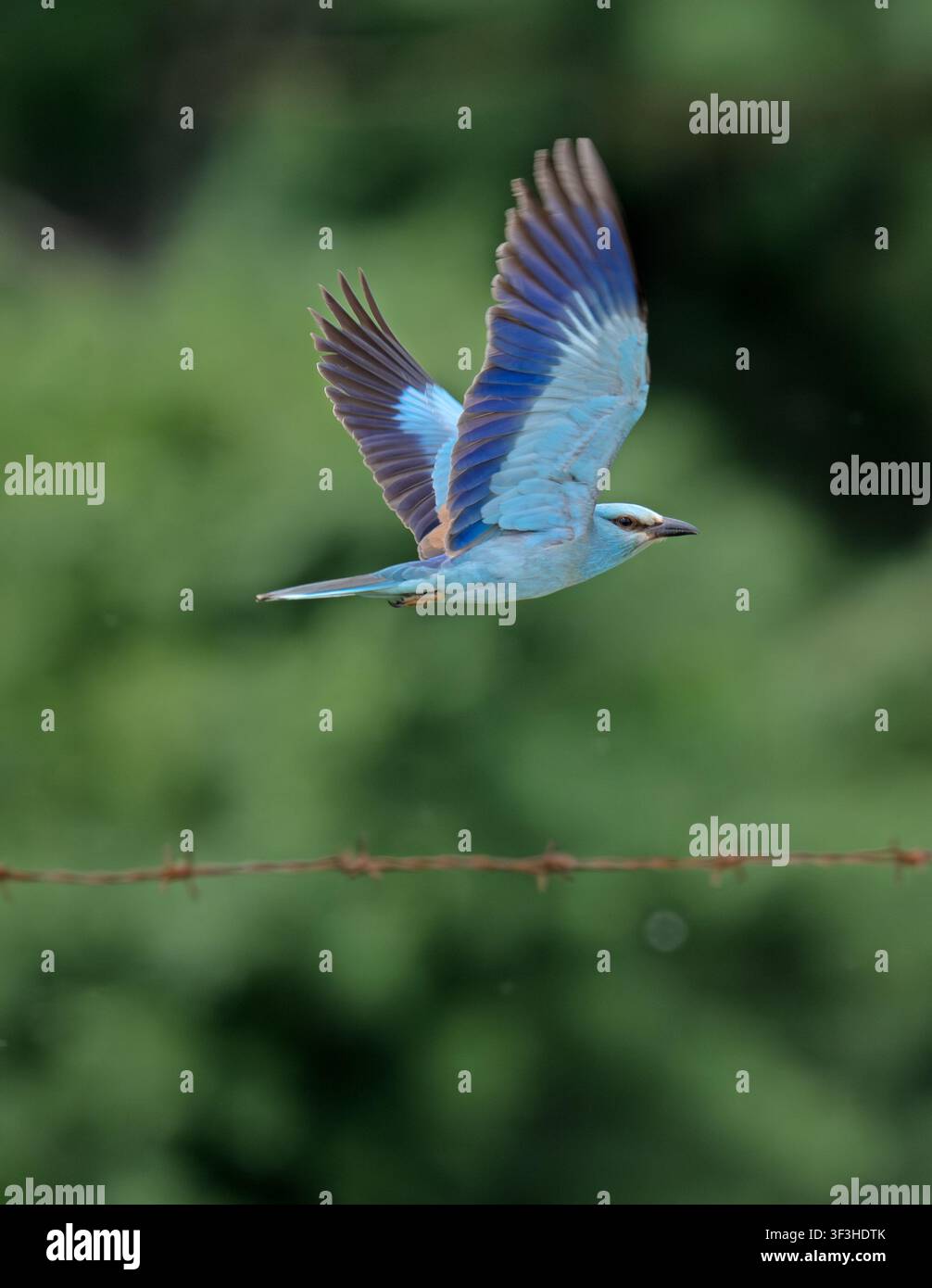 Roller Coracias garrulus Delta del Danubio Romania Foto Stock