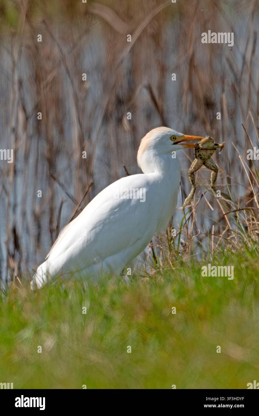 Airone guardacaprime Bubulcus ibis che mangia una rana di palude, Elmley Marshes, Kent Foto Stock