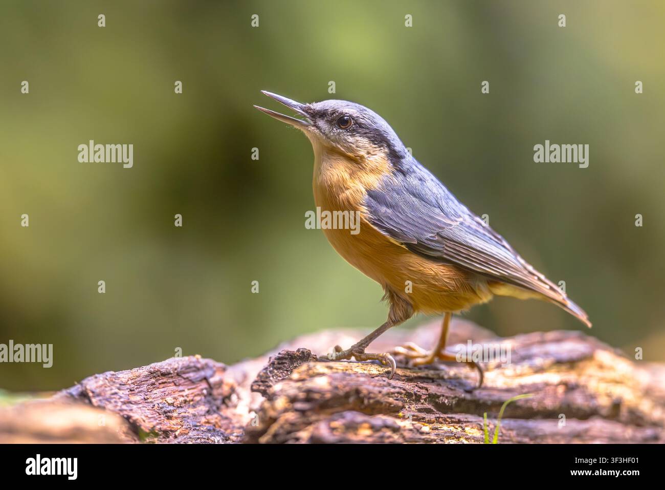 Un Nuthatch eurasiatico (Sitta europaea) si aggancia a un tronco di albero intempestivo nella sua caratteristica posizione testa-giù a Drenthe, Paesi Bassi. Tomaia grigio-blu Foto Stock