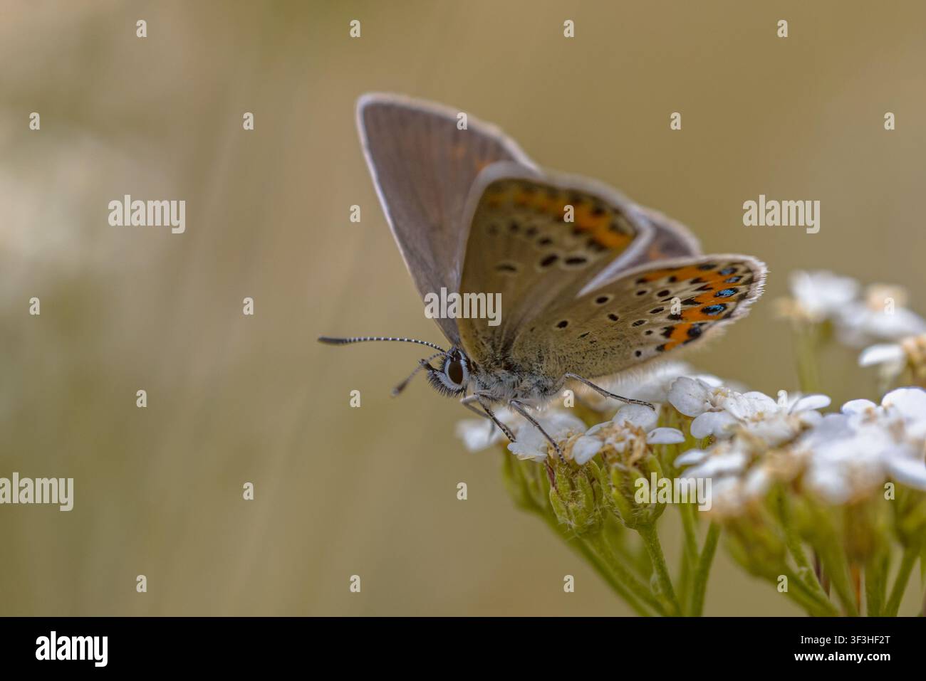 Macro di una farfalla blu di Idas (Plebejus idas) appollaiata su fiori di achillea bianca nelle Cevenne, Francia. L’ala inferiore mostra un colore di fondo marrone chiaro con nero Foto Stock