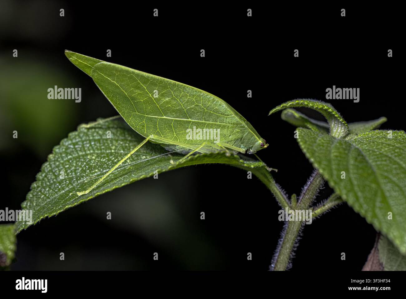 Cavalletta fogliacea (Viadana brunneri) in riposo sulla vegetazione. Cavalletta mimetizzata come una foglia nascosta sulla vegetazione tropicale. Scena della fauna naturale a Co Foto Stock