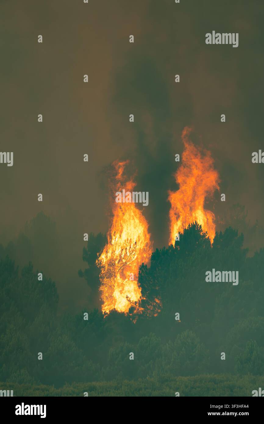 Incendio boschivo fuori controllo che divora alberi e genera un fumo immenso, una catastrofe ambientale Foto Stock
