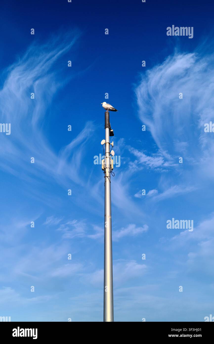 Gabbiano comune appollaiato in cima a un alto traliccio di telecomunicazioni su un cielo blu profondo con nuvole cirrus sottili. Foto Stock