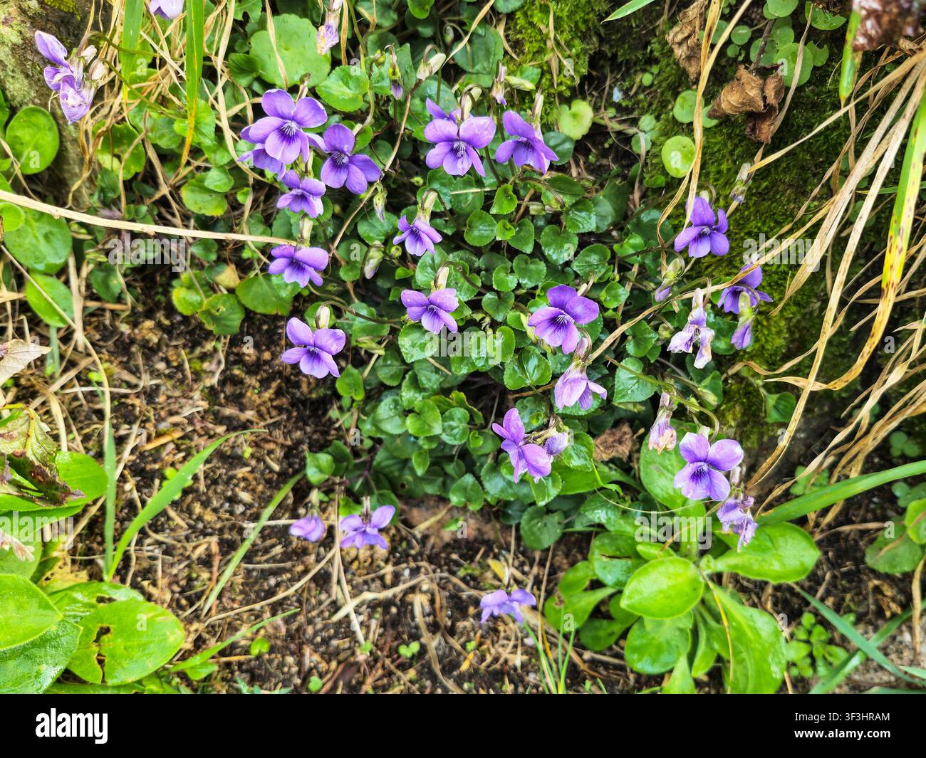 I fiori viola viola di un viola selvatico del cane comune (Viola riviniana), Inghilterra, Regno Unito Foto Stock