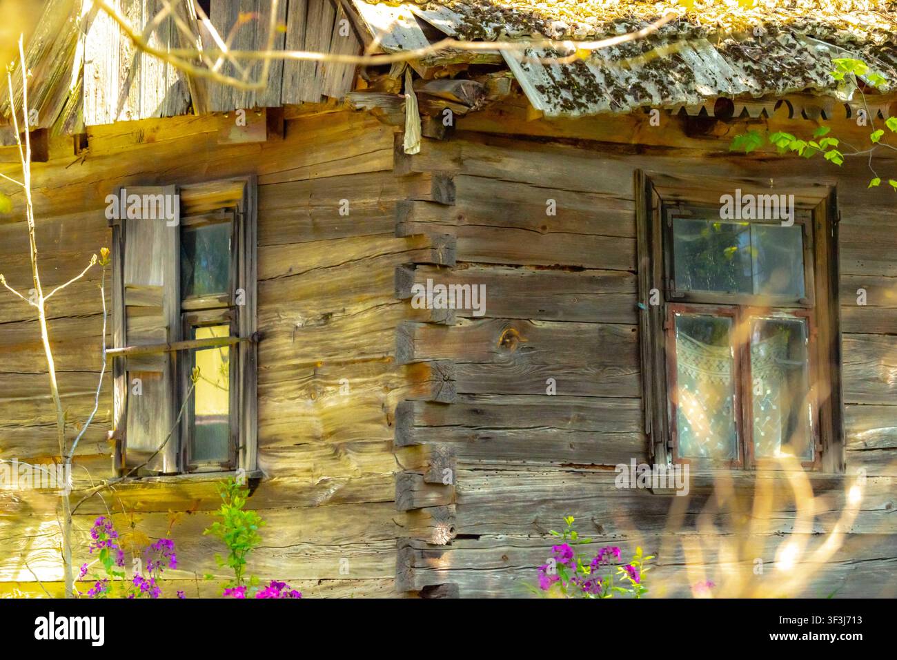 Angolo di una vecchia capanna di legno abbandonata con finestre rustiche e fiori viola alla luce del sole Foto Stock