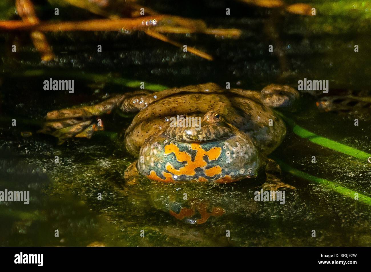 Rospo europeo maschio con un occhio solo che galleggia in acqua bassa con la sacca vocale completamente gonfia, mostrando motivi arancioni brillanti. Foto Stock