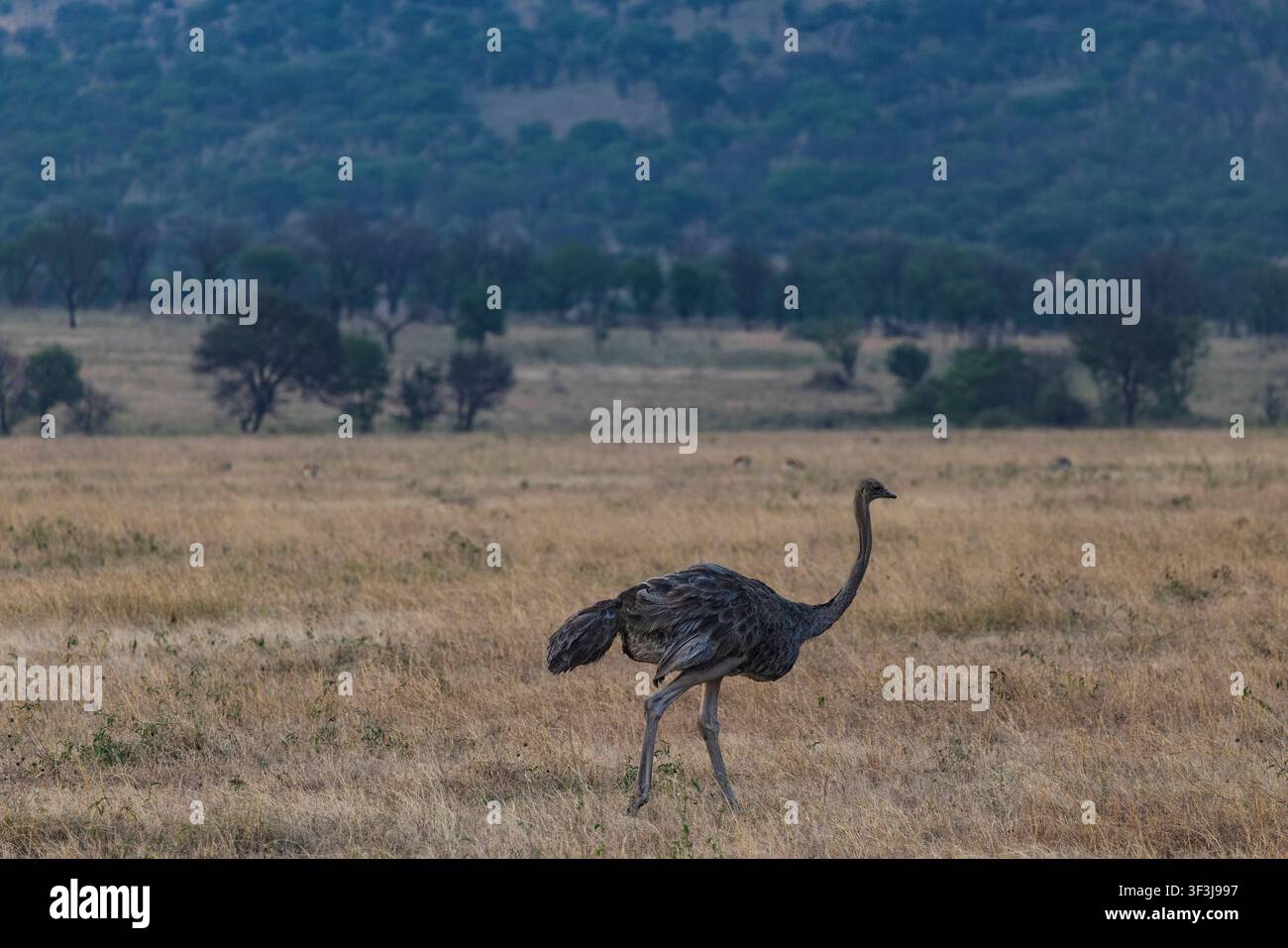 Arusha, Tanzania - 11 luglio 2026 - Struzzo nel Parco Nazionale del Serengeti Foto Stock