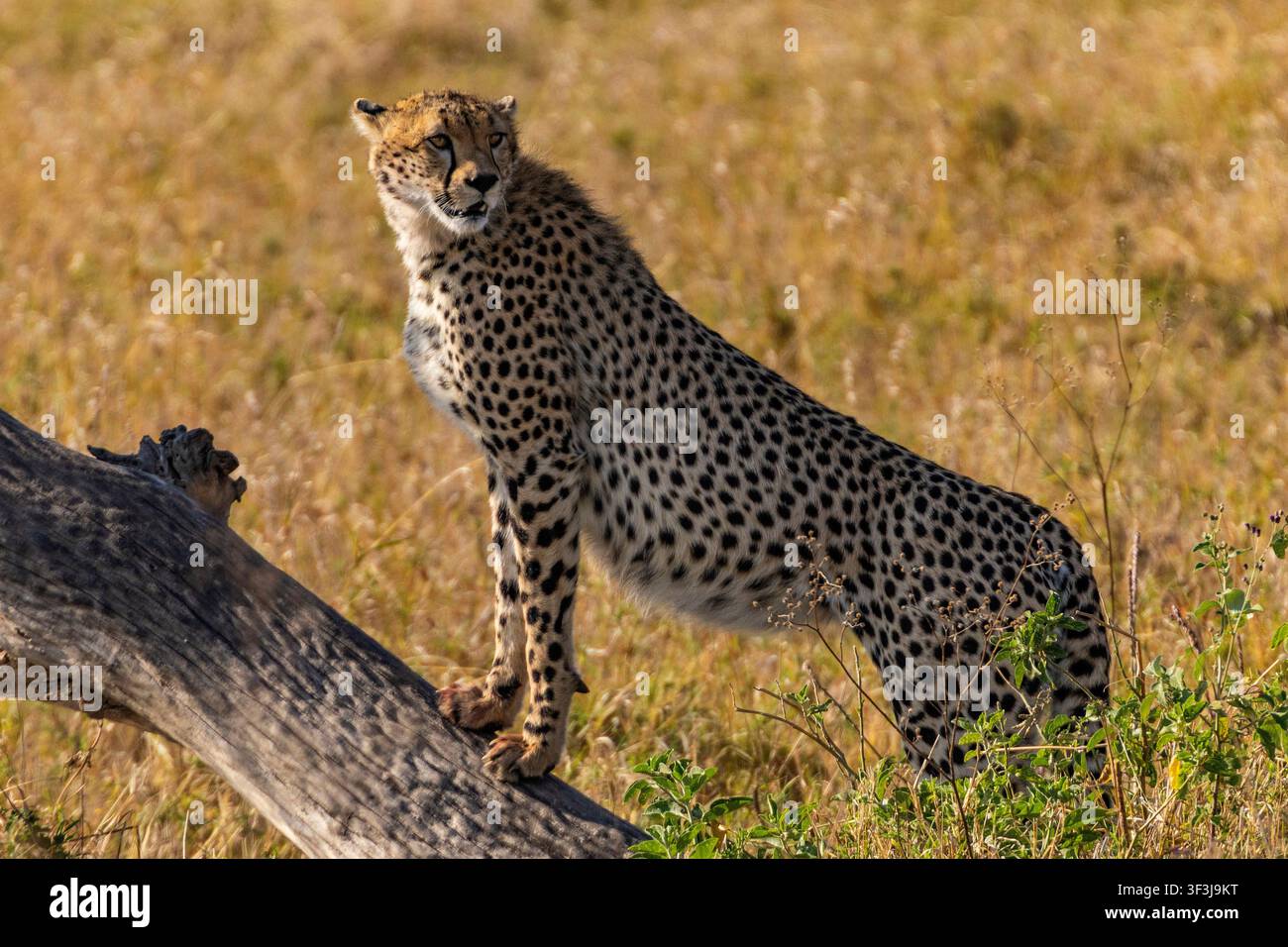 Arusha, Tanzania - 11 luglio 2026 - Ghepardo nel parco nazionale del Serengeti Foto Stock