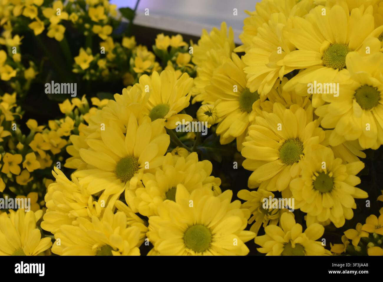 Fiori di crisantemo gialli spesso trovati in composizioni in vaso o bouquet, a Manhattan, New York City, USA. Foto Stock