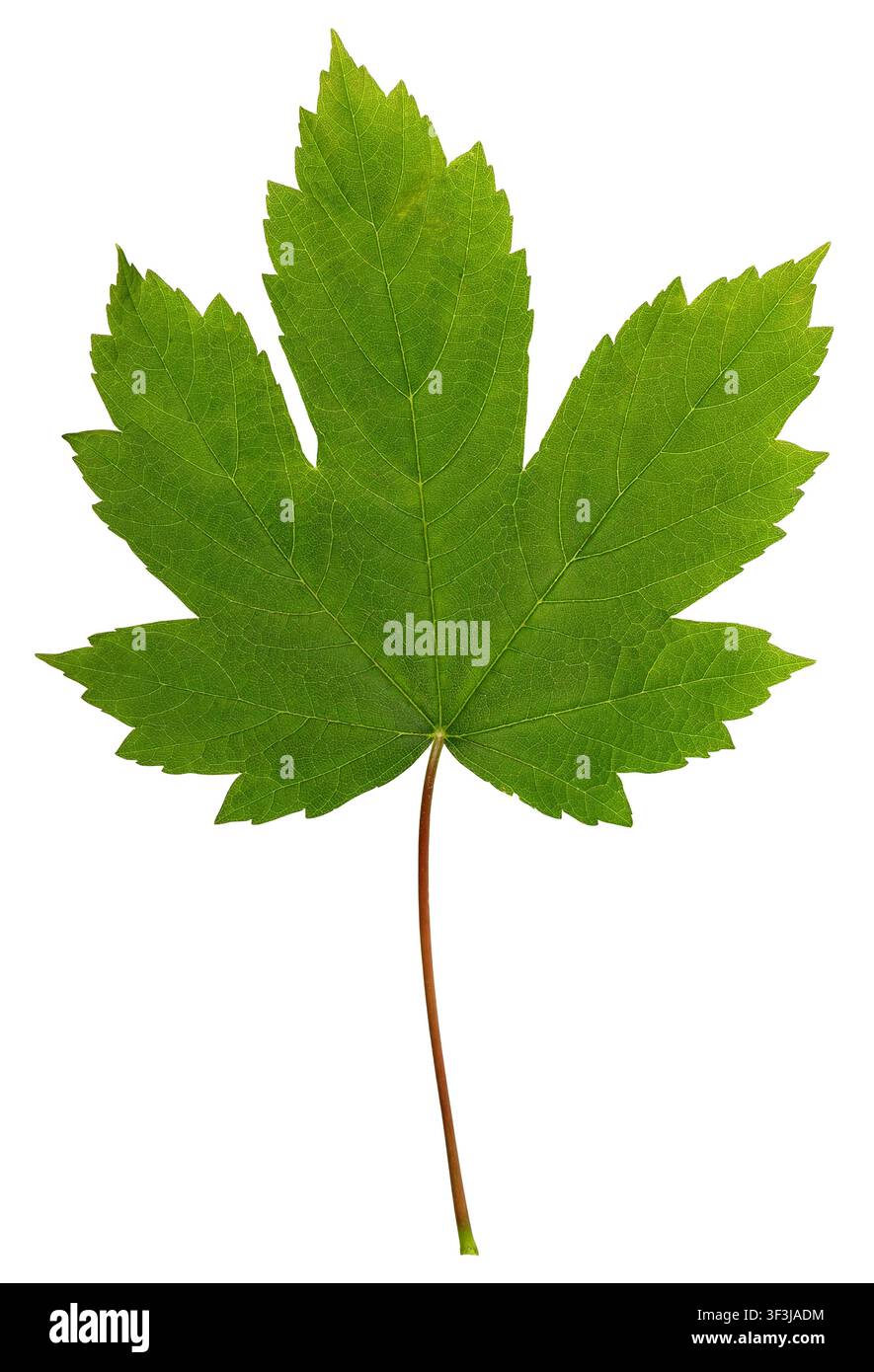 Foglia d'acero verde isolata su sfondo nero Foto Stock