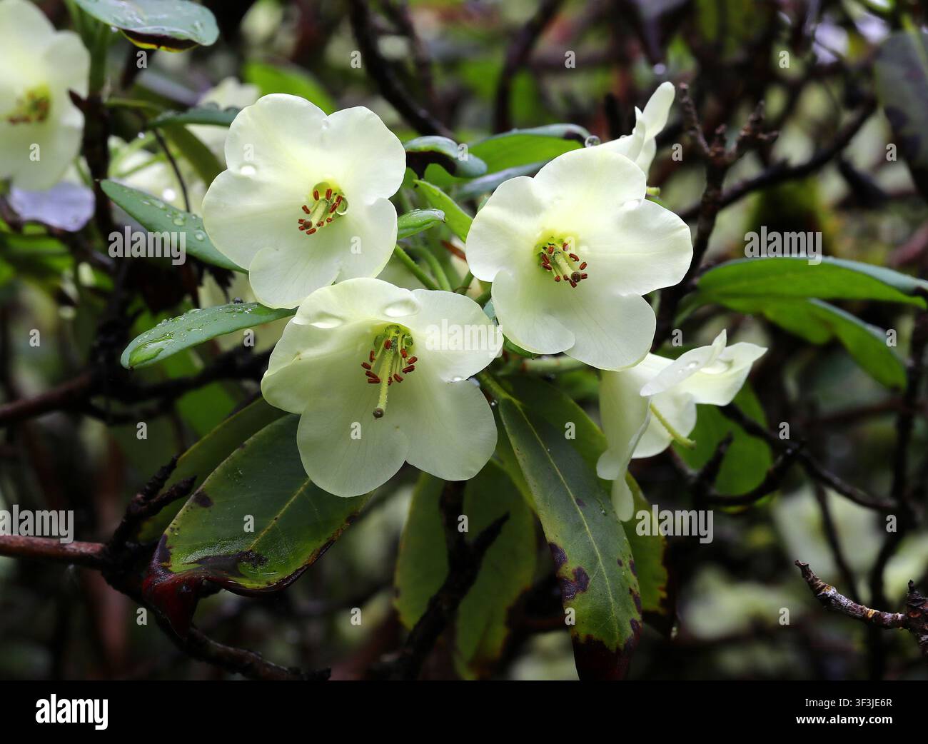 Rhododendro Ward o Rhododendro a coppa gialla, Rhododendron wardii var wardii, Ericaceae. Himalaya Cina e Tibet, Asia. Foto Stock