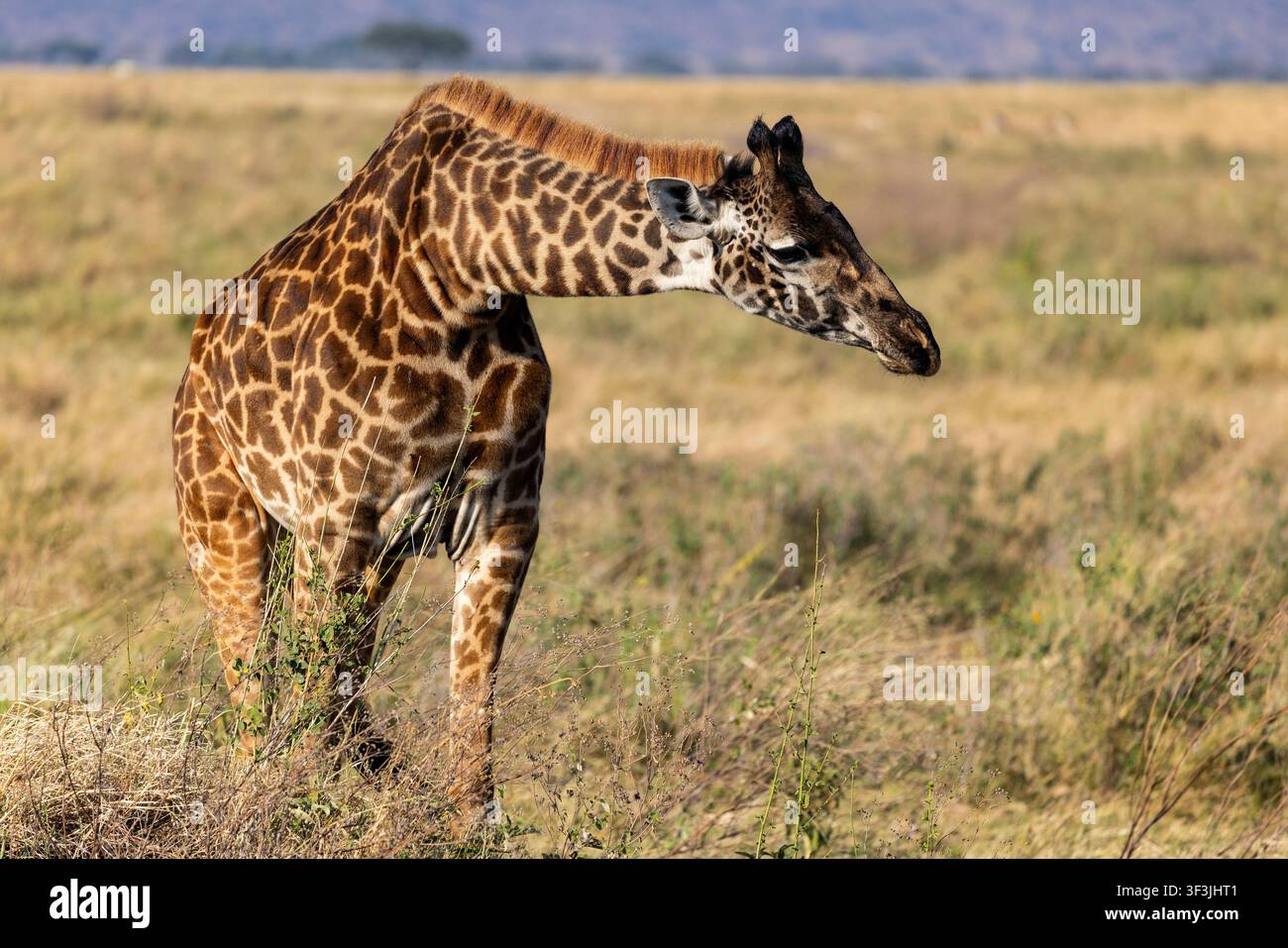 Arusha, Tanzania – 11 luglio 2026 – Giraffa nel Parco Nazionale del Serengeti Foto Stock