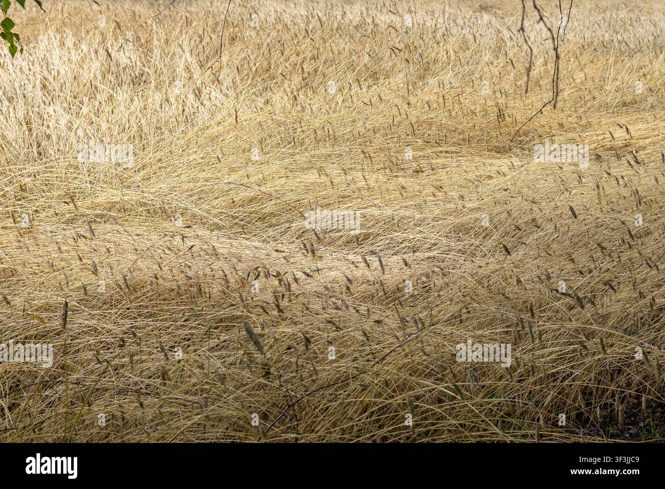 Campo di grano dorato maturo che si estende fino all'orizzonte. Concetto di agricoltura, produzione alimentare e raccolta stagionale con spazio libero. Foto Stock