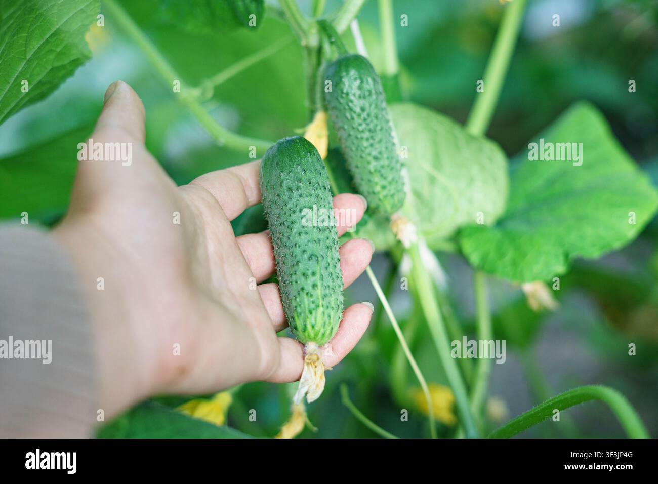 Frutti giovani di cetriolo che si sviluppano sulla vite in una serra, vista ravvicinata. Foto Stock