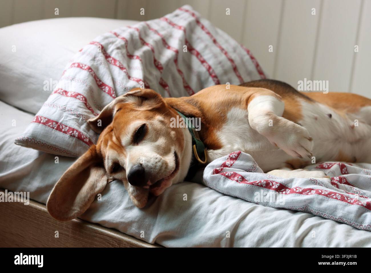 Adorabile cane Beagle che dorme pacificamente su un letto accogliente al mattino. Animaletto domestico rilassato che gode di comfort, calore e di un tranquillo inizio giornata in casa. Foto Stock